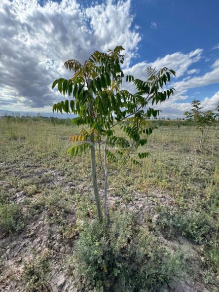 Finca en Venta en Lavalle, Mendoza