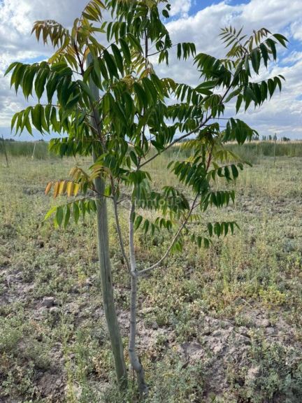 Finca en Venta en Lavalle, Mendoza