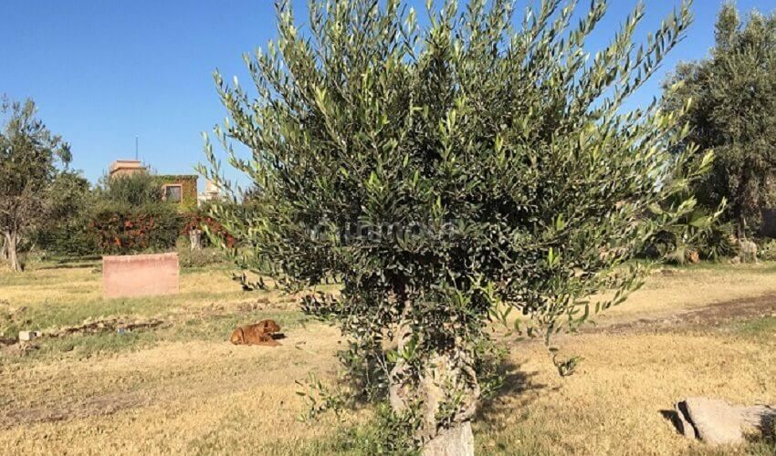 Lote en Venta en Guaymallen, Mendoza