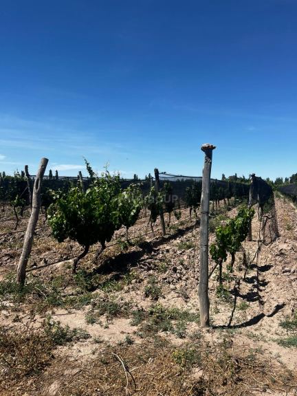 Finca en Venta en Rivadavia, Mendoza