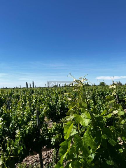 Finca en Venta en Rivadavia, Mendoza