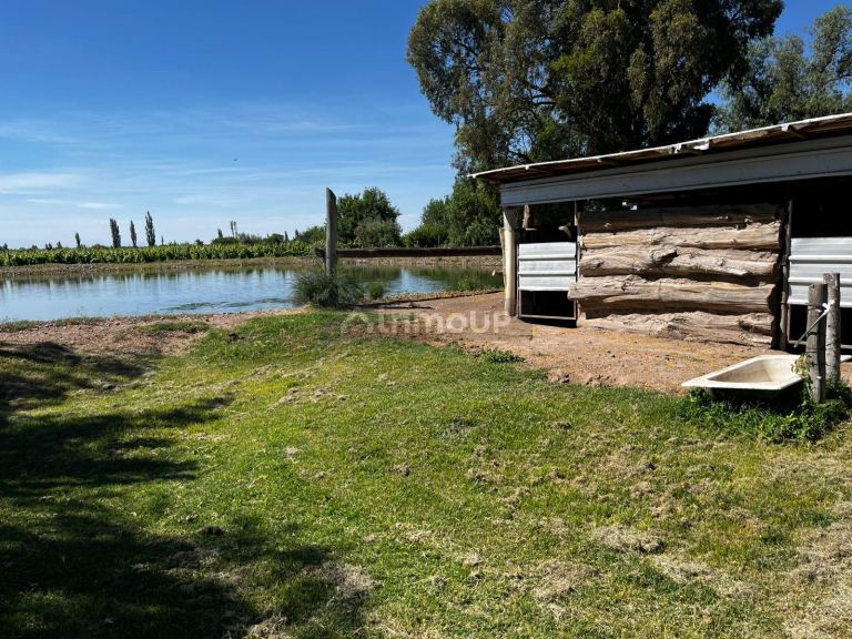 Finca en Venta en Rivadavia, Mendoza