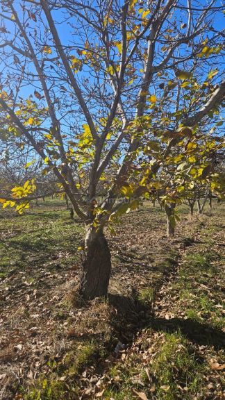 Finca en Venta en Tupungato, Mendoza