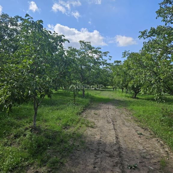 Finca en Venta en Tupungato, Mendoza