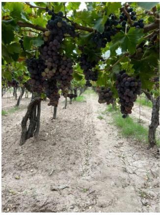 Bodega con Viñedo en Venta en Santa Rosa, Mendoza