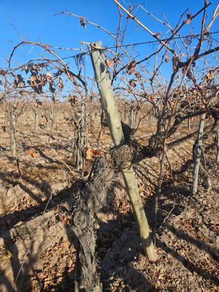 Bodega con Viñedo en Venta en Santa Rosa, Mendoza
