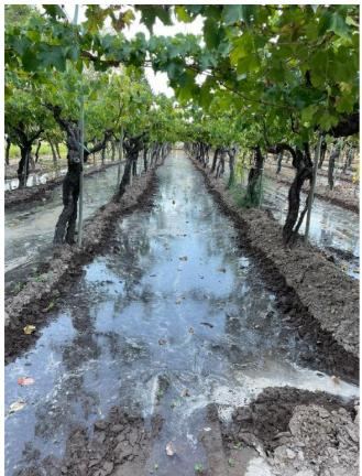 Bodega con Viñedo en Venta en Santa Rosa, Mendoza