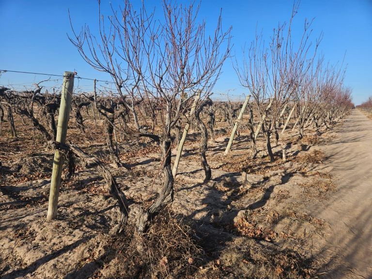 Bodega con Viñedo en Venta en Santa Rosa, Mendoza