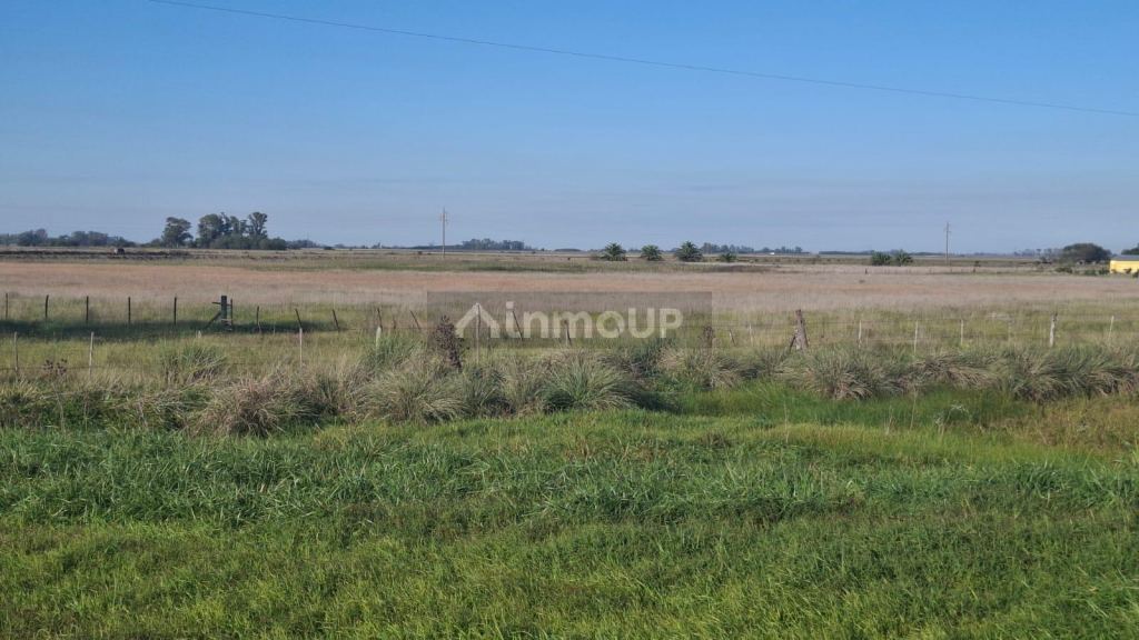 Campo en Venta en Suipacha, Buenos Aires Interior