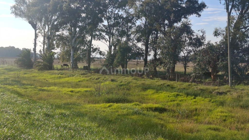 Campo en Venta en Suipacha, Buenos Aires Interior