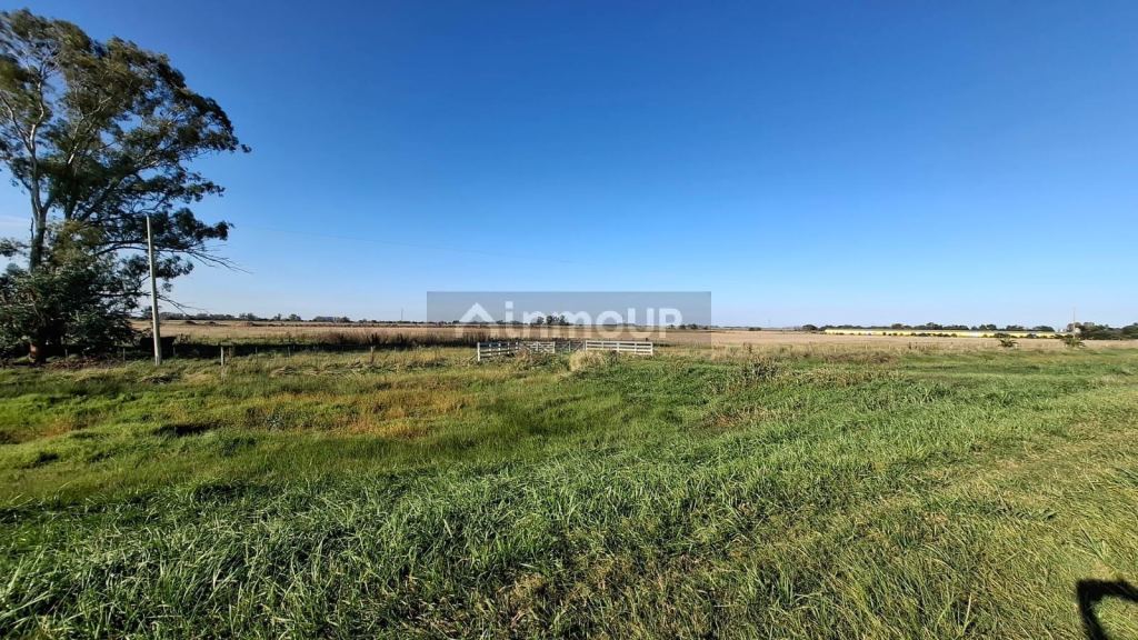 Campo en Venta en Suipacha, Buenos Aires Interior