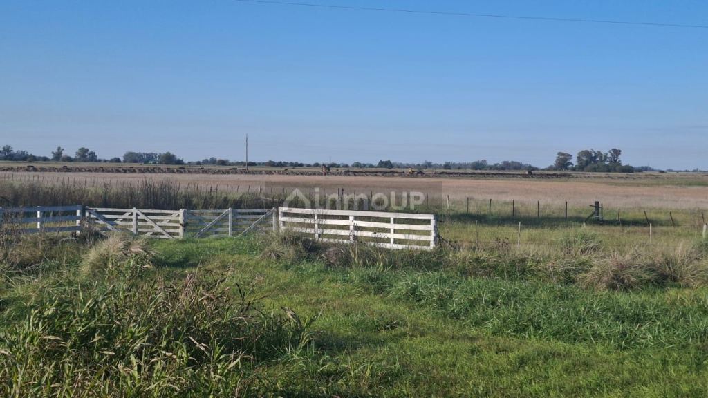 Campo en Venta en Suipacha, Buenos Aires Interior