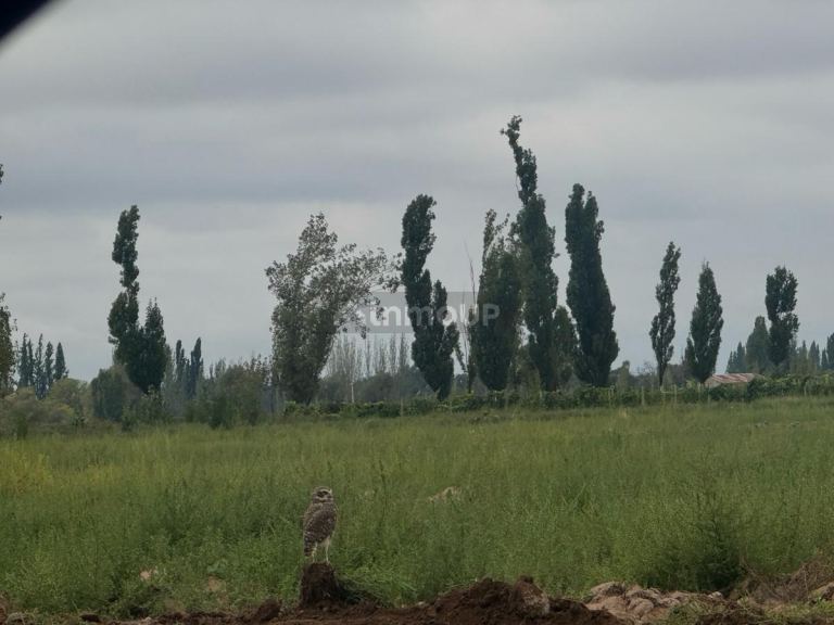 Terreno en Venta en Lujan de Cuyo, Mendoza