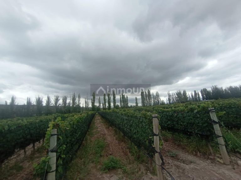 Finca en Venta en Lujan de Cuyo, Mendoza