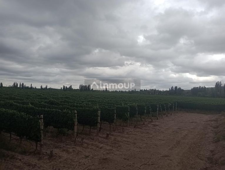 Finca en Venta en Lujan de Cuyo, Mendoza