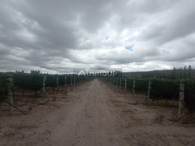 Finca en Venta en Lujan de Cuyo, Mendoza