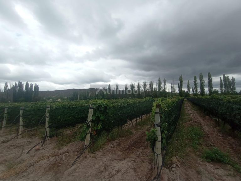 Finca en Venta en Lujan de Cuyo, Mendoza