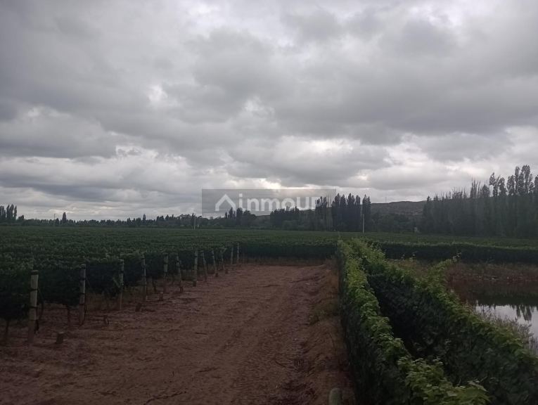 Finca en Venta en Lujan de Cuyo, Mendoza