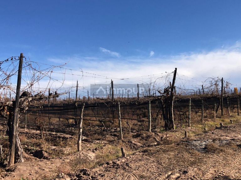 Finca en Venta en Lujan de Cuyo, Mendoza