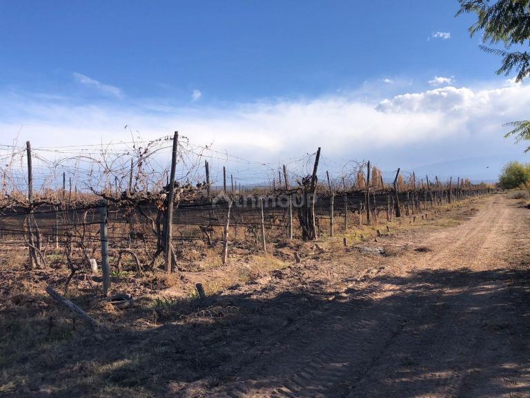 Finca en Venta en Lujan de Cuyo, Mendoza