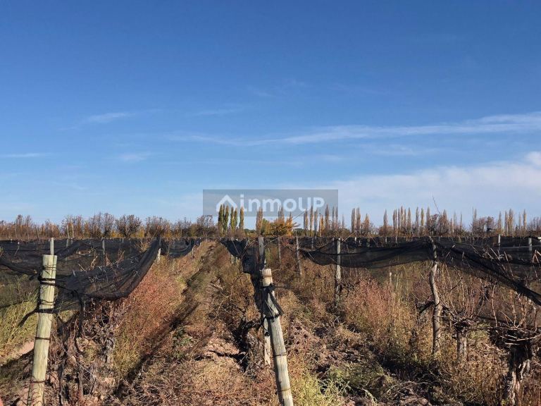 Finca en Venta en Lujan de Cuyo, Mendoza