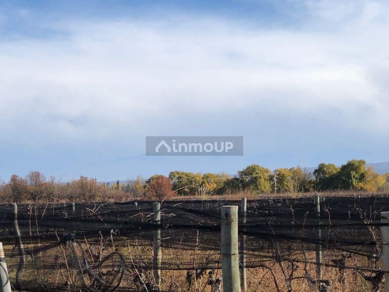 Finca en Venta en Lujan de Cuyo, Mendoza