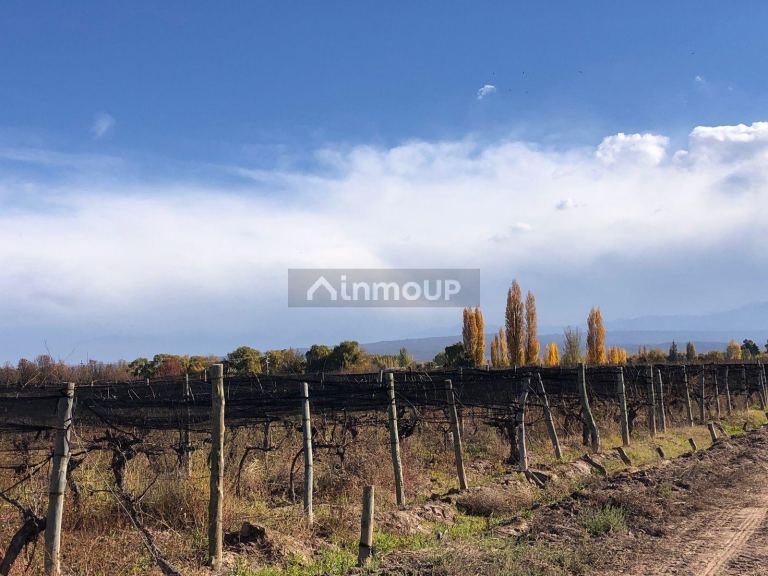 Finca en Venta en Lujan de Cuyo, Mendoza