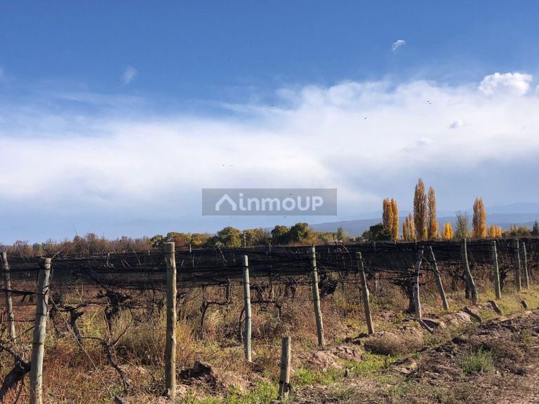 Finca en Venta en Lujan de Cuyo, Mendoza