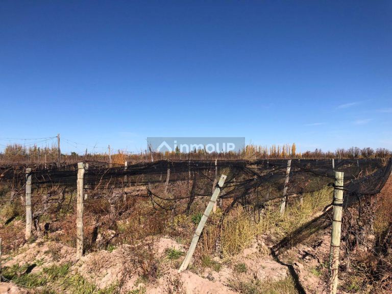 Finca en Venta en Lujan de Cuyo, Mendoza