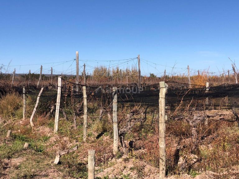 Finca en Venta en Lujan de Cuyo, Mendoza