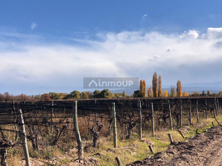 Finca en Venta en Lujan de Cuyo, Mendoza