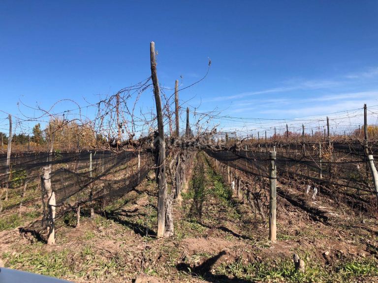 Finca en Venta en Lujan de Cuyo, Mendoza