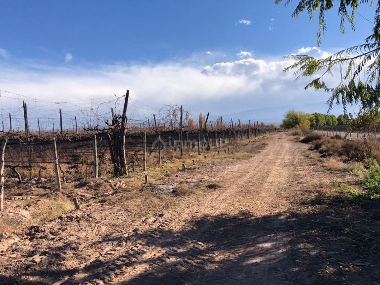 Finca en Venta en Lujan de Cuyo, Mendoza