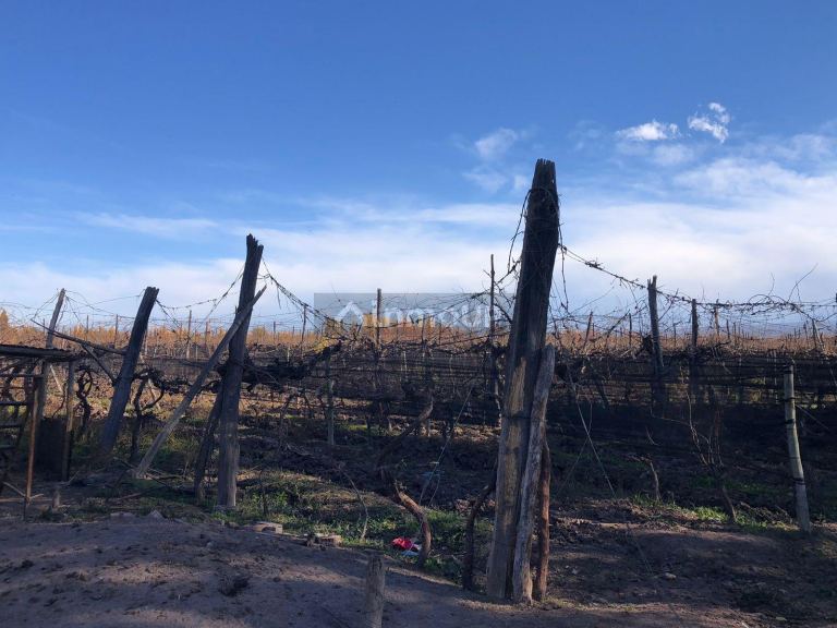 Finca en Venta en Lujan de Cuyo, Mendoza