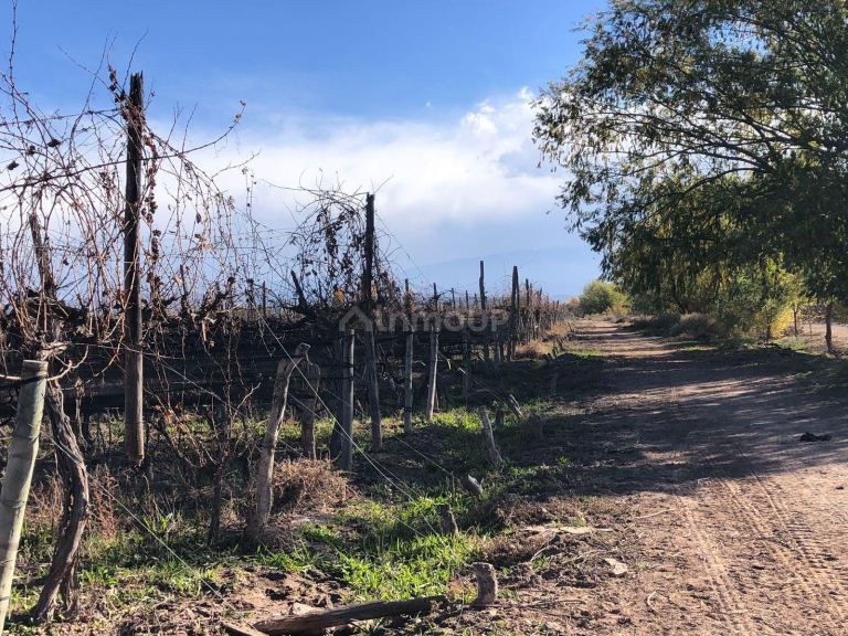 Finca en Venta en Lujan de Cuyo, Mendoza