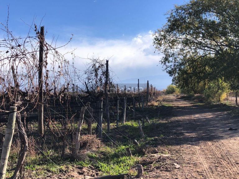 Finca en Venta en Lujan de Cuyo, Mendoza