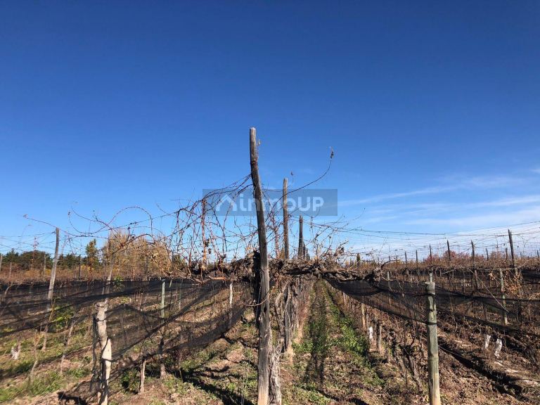 Finca en Venta en Lujan de Cuyo, Mendoza