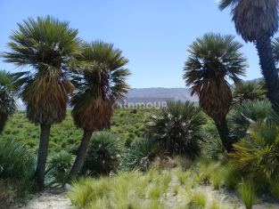 Chacabuco Papagayos. Dpto. Chacabuco. Provincia de San Luis