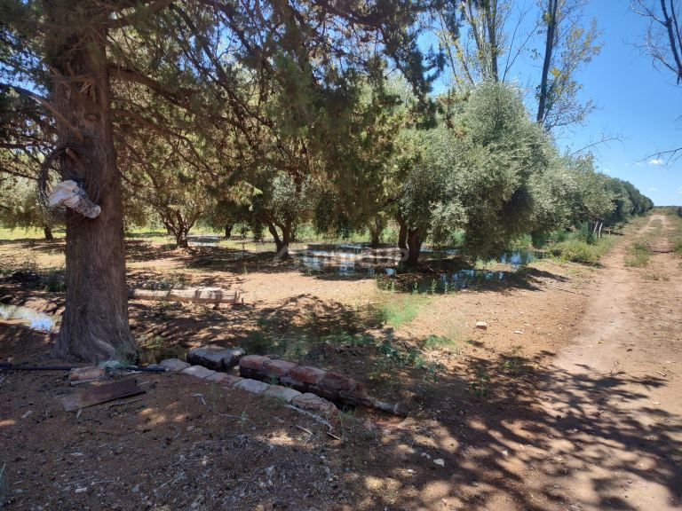 Finca en Venta en Santa Rosa, Mendoza