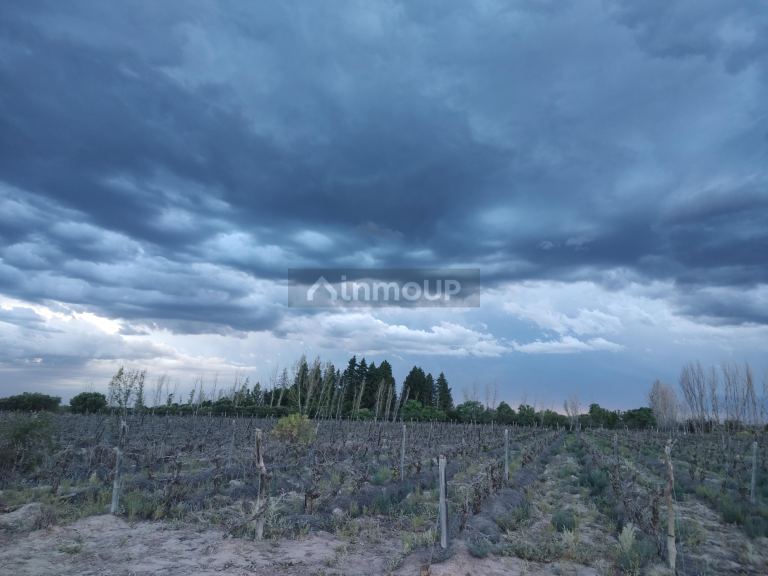 Finca en Venta en Santa Rosa, Mendoza