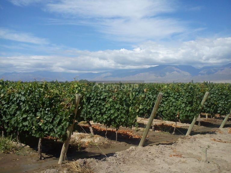 Finca en Venta en Tunuyan, Mendoza