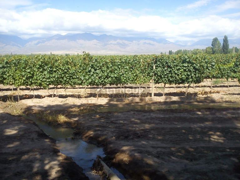 Finca en Venta en Tunuyan, Mendoza