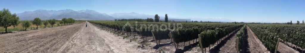 Finca en Venta en Tunuyan, Mendoza