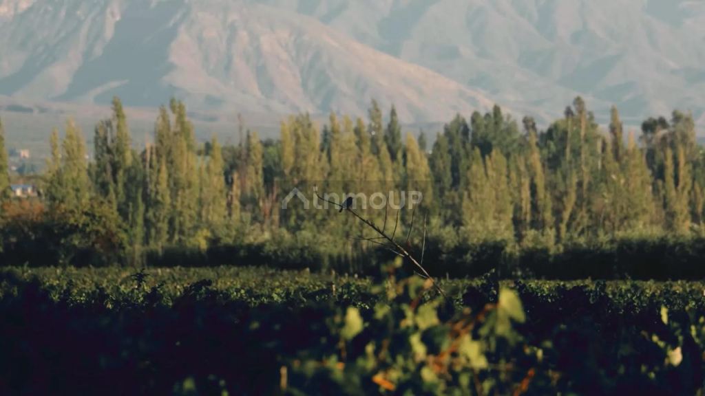 Terreno en Venta en Lujan de Cuyo, Mendoza