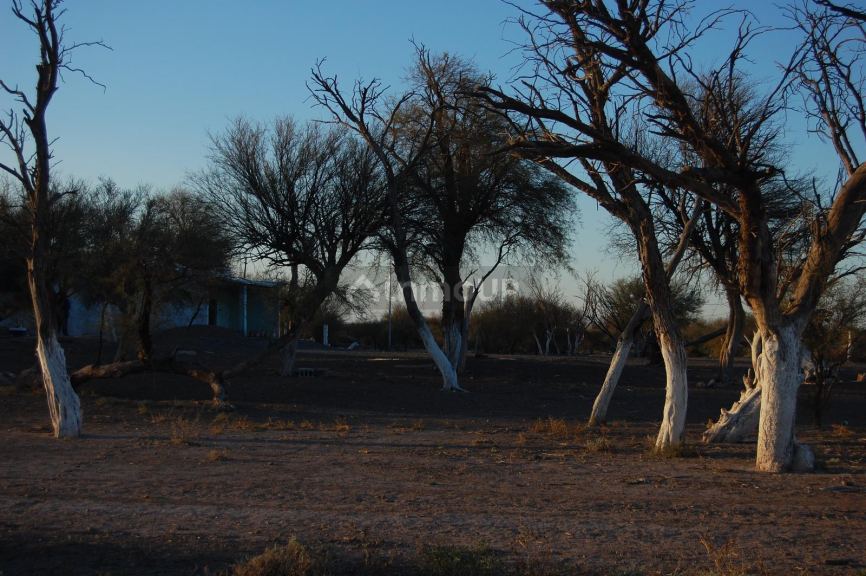 Campo en Venta en Lavalle, Mendoza