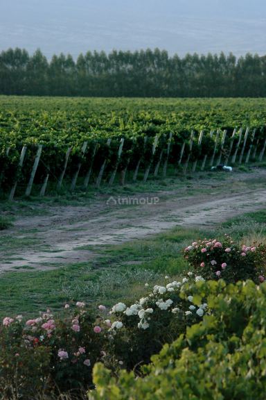Viñedo en Venta en Tunuyan, Mendoza