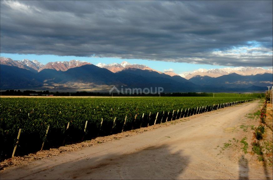 Viñedo en Venta en Tunuyan, Mendoza