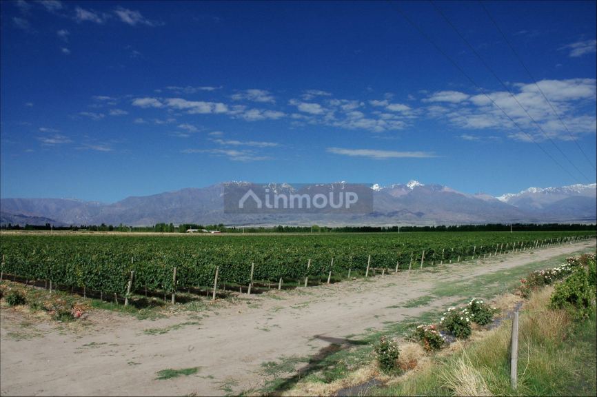 Viñedo en Venta en Tunuyan, Mendoza