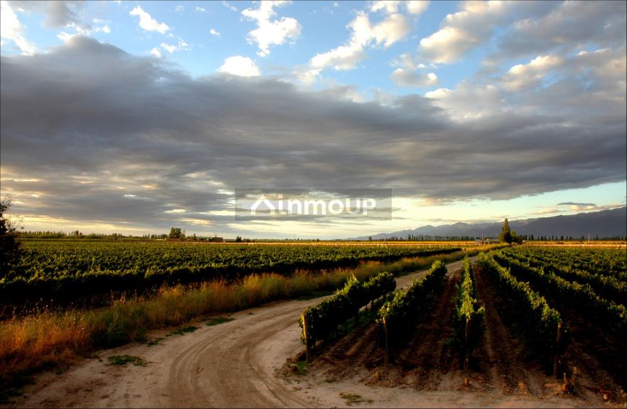 Viñedo en Venta en Tunuyan, Mendoza