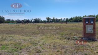 Pilar Santo Tomas - Lote 200